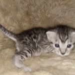 Mau, Silver, Male, DOB 8-24-20