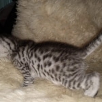 Mau, Silver, Male, DOB 8-24-20