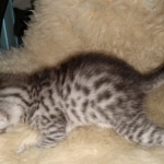 Mau, Silver, Male, DOB 8-24-20