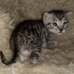 Mau, Silver, Male, DOB 8-24-20