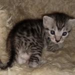 Mau, Silver, Male, DOB 8-24-20