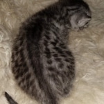 Mau, Silver, Male, DOB 8-24-20