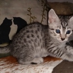 Mau, Silver, Male, DOB 8-24-20