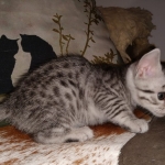 Mau, Silver, Male, DOB 8-24-20