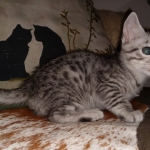 Mau, Silver, Male, DOB 8-24-20