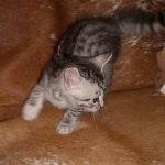 Mau, Silver, Male, DOB 8-24-20