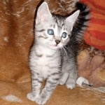 Mau, Silver, Male, DOB 8-24-20