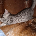 Mau, Silver, Male, DOB 8-24-20