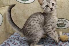 Pharoh Egyptian Mau Silver Male #2 DOB 8-30-23