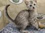 Pharoh Egyptian Mau Silver Male #2 DOB 8-30-23