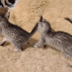 two mau kittens