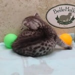 Egyptian Mau silver Male