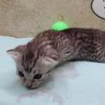 Egyptian Mau silver Male