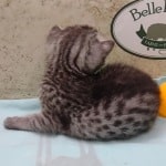 Egyptian Mau silver Male