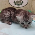 Egyptian Mau silver Male