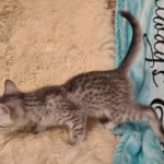 bb