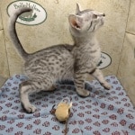 Pharoh Silver Mau male DOB 8-30-23