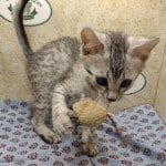 Pharoh Silver Mau male DOB 8-30-23