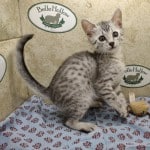 Pharoh Silver Mau male DOB 8-30-23