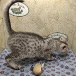 Pharoh Silver Mau male DOB 8-30-23