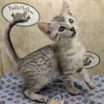 Pharoh Silver Mau male DOB 8-30-23