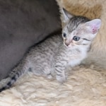 Silver-Mau-Male-Kitten