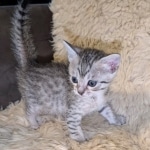 Silver-Mau-Male-Kitten