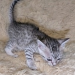 Silver-Mau-Male-Kitten