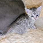 Silver-Mau-Male-Kitten