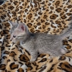 Silver-Mau-Male-Kitten