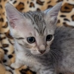 Silver-Mau-Male-Kitten