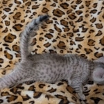 Silver-Mau-Male-Kitten