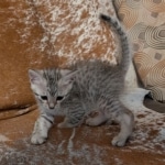 Silver-Mau-Male-Kitten