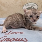 Silver-Mau-Male-Kitten-a