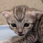 Silver-Mau-Male-Kitten-b