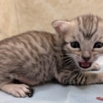 Silver-Mau-Male-Kitten-d