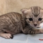 Silver-Mau-Male-Kitten-e