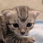 Silver-Mau-Male-Kitten-f