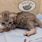 Silver-Mau-Male-Kitten