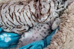 Goku, Egyptian Mau, Silver Male #2, DOB 8-9-20