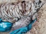 Goku, Egyptian Mau, Silver Male #2, DOB 8-9-20