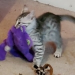 Goku, Mau, silver Male #2, DOB 8-9-20