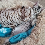 Goku, Mau, silver Male #2, DOB 8-9-20