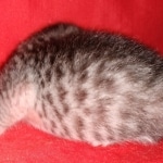 Mau, silver Male #2, DOB 8-9-20