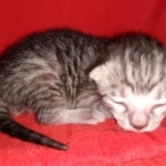 Mau, silver Male #2, DOB 8-9-20