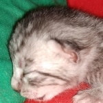 Mau, silver Male #2, DOB 8-9-20