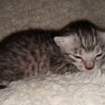 Mau, silver Male #2, DOB 8-9-20