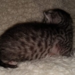 Mau, silver Male #2, DOB 8-9-20