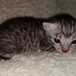 Mau, silver Male #2, DOB 8-9-20