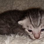 Mau, silver Male #2, DOB 8-9-20